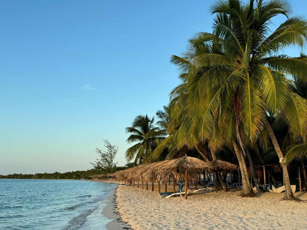Relaxing tropical beach scene in Cuba with palm trees by the ocean.